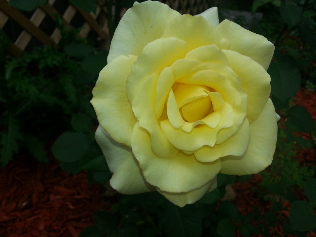 Rose Review: Elina Hybrid Tea&nbsp;Rose