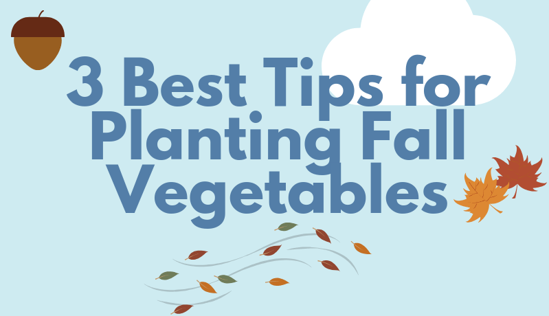 Beginner/Intermediate Home Gardeners: 3 Best Tips for Planting Fall&nbsp;Vegetables