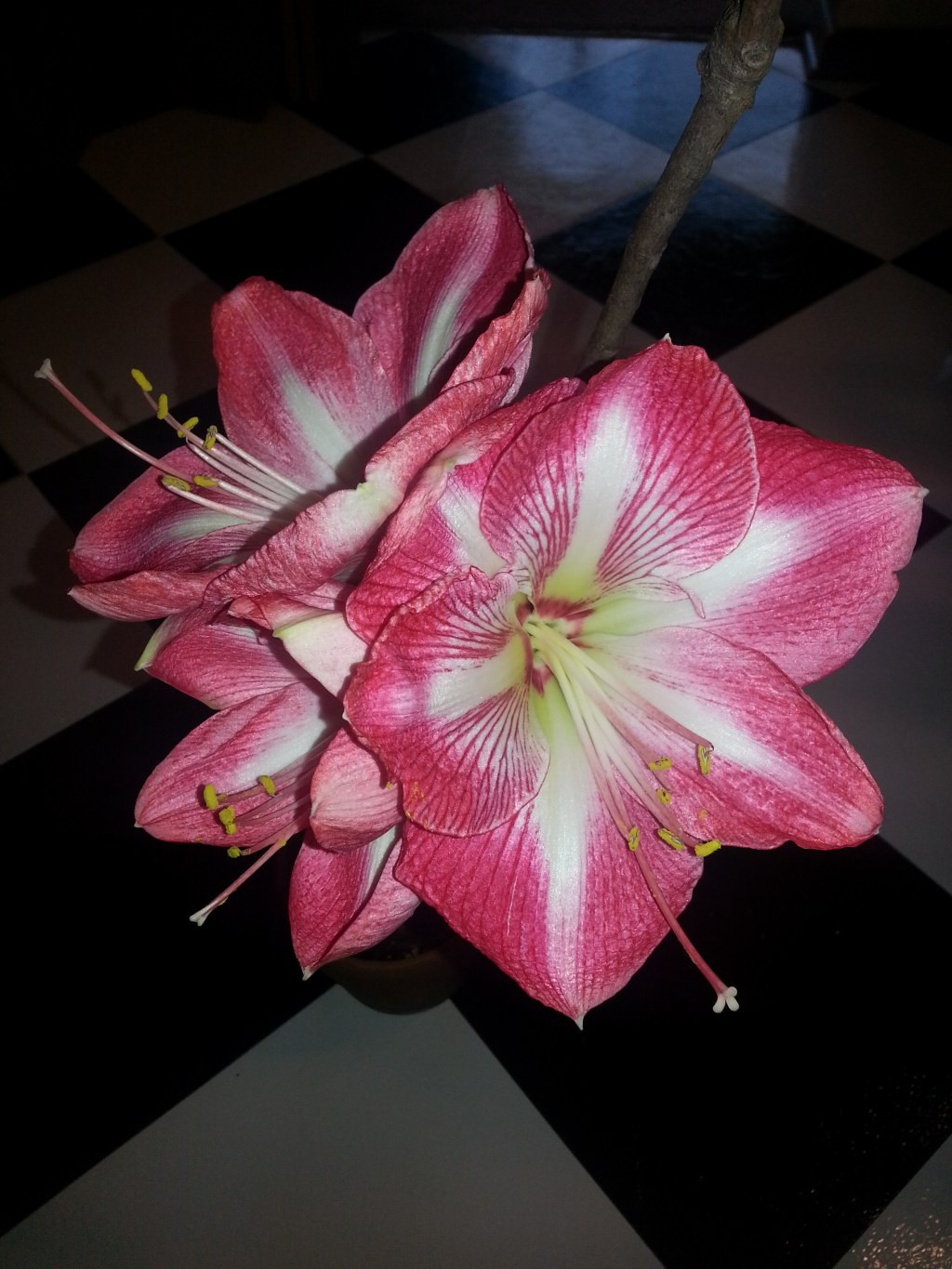 How to Make your Amaryllis&nbsp;Rebloom
