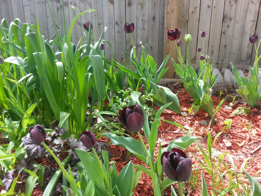 How to Create a Dark Garden that Morticia Addams Would&nbsp;Love