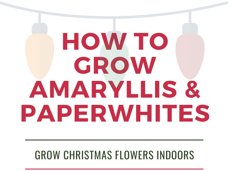How to Grow Amaryllis & Paperwhites for&nbsp;Christmas