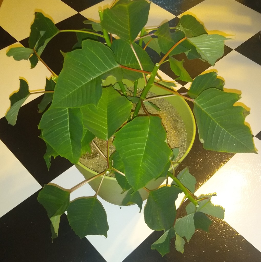 poinsettia with red leaves cut off image