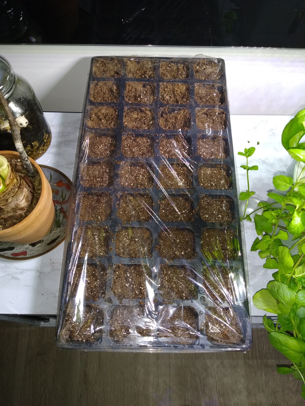 Easy Guide on How to Start Seeds&nbsp;Indoors