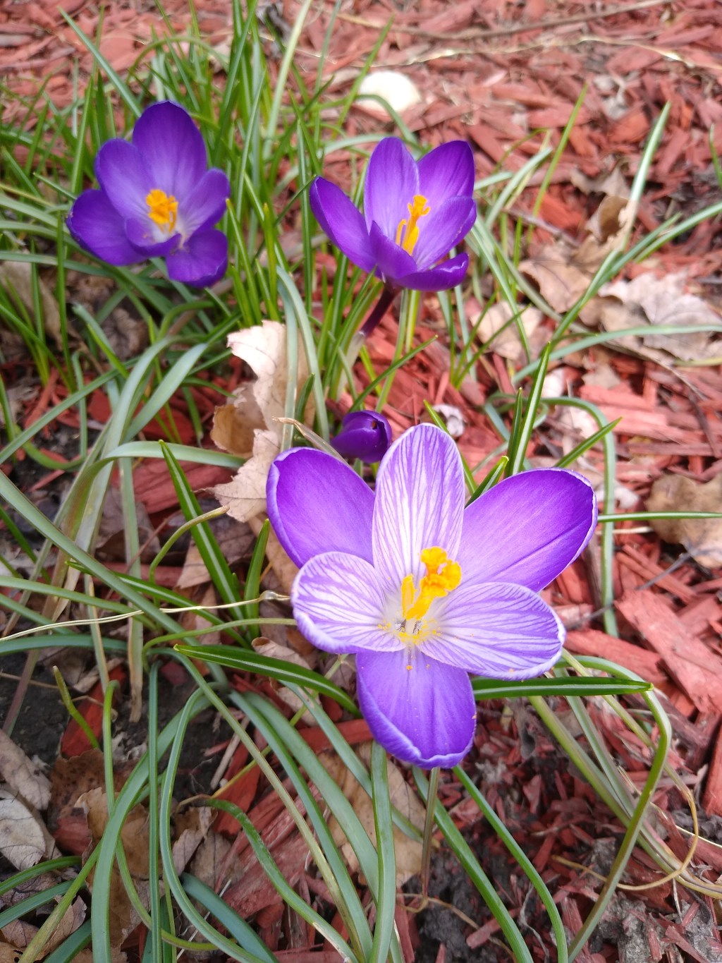 7 Helpful Tips for Beginner&nbsp;Gardeners