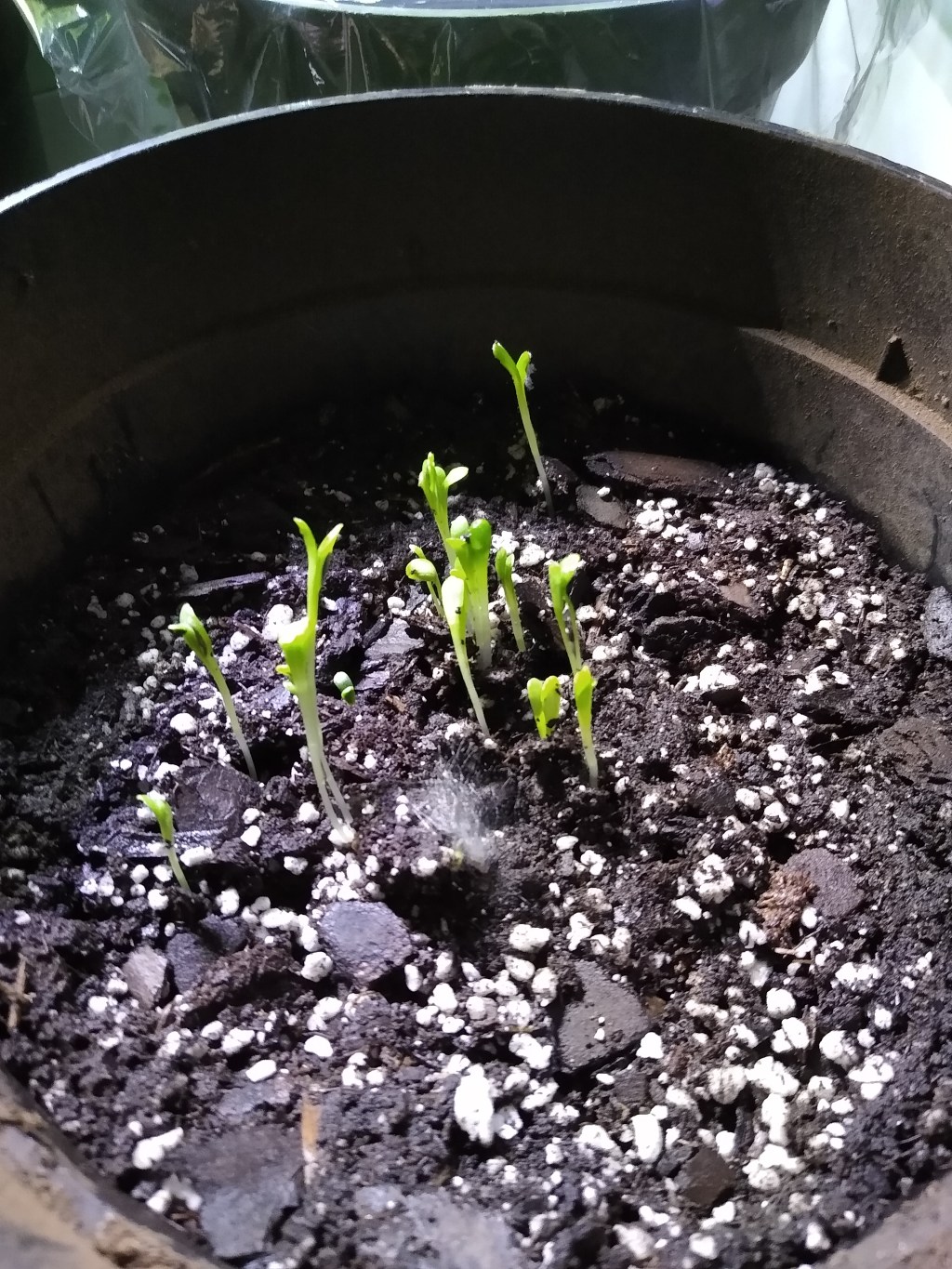 Tomato Wars: Tomato Seed Starting Indoors, Winter Sowing vs.&nbsp;Hydroponics