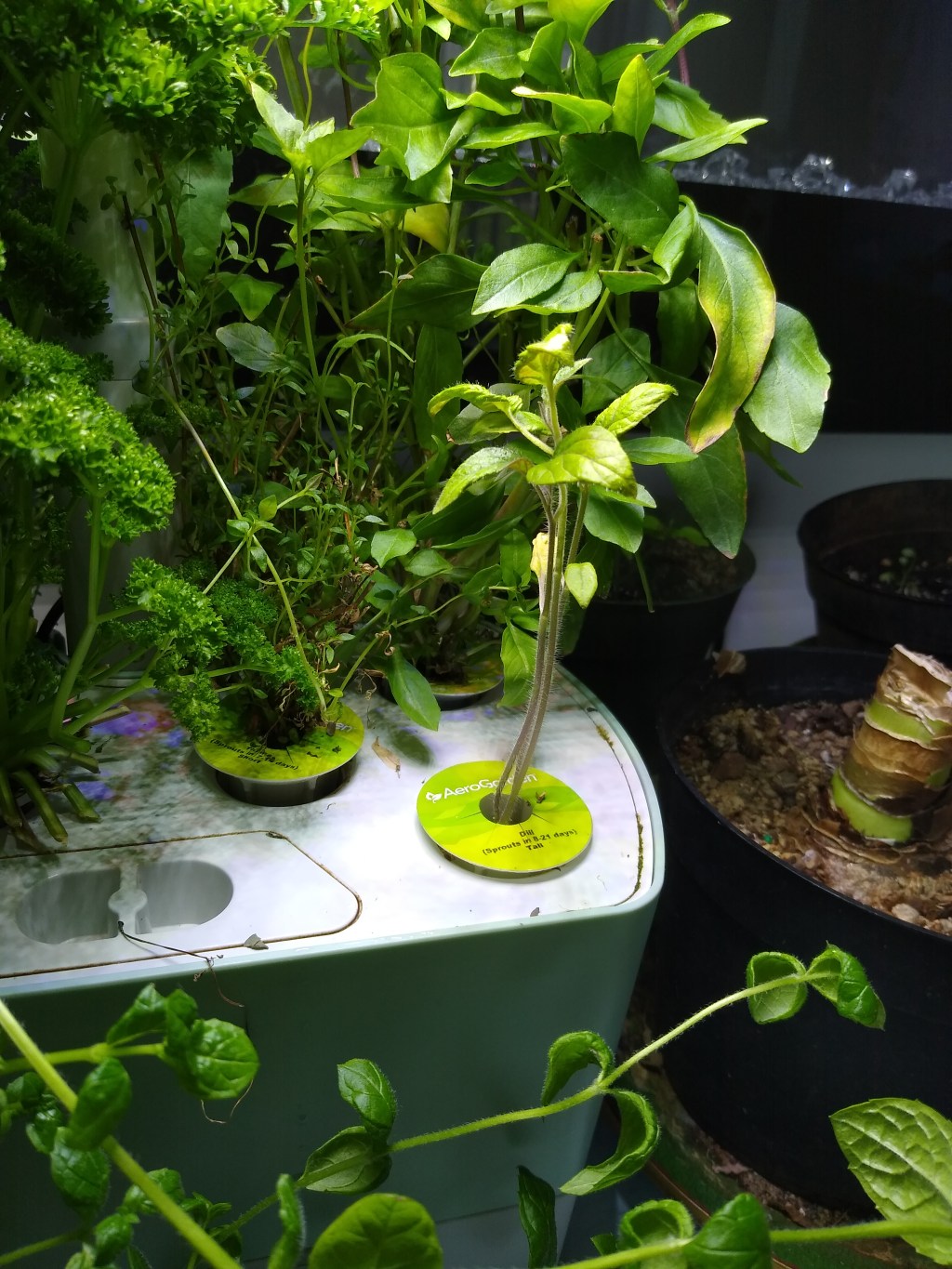 Tomato Wars: Tomato Seedlings Update (Seed Starting Indoors, Winter Sowing vs.&nbsp;Hydroponics)