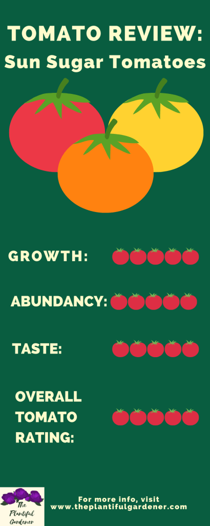tomato infographic