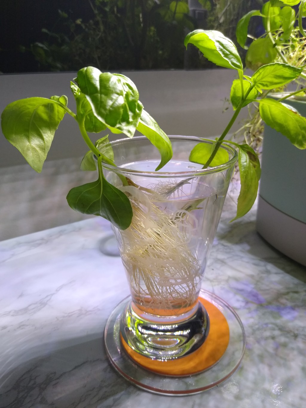 Basil Propagation Tutorial: Get Free&nbsp;Basil