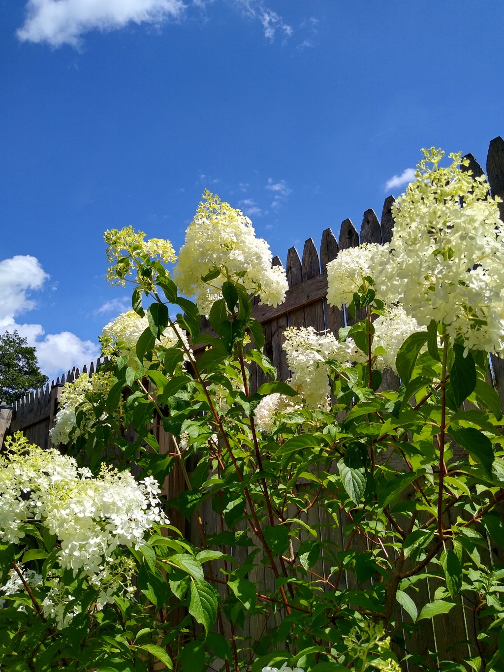 Drying Hydrangea Flowers: Quest for Eternal Floral&nbsp;Decor