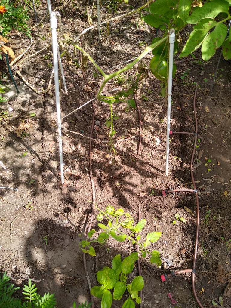 pea trenches picture