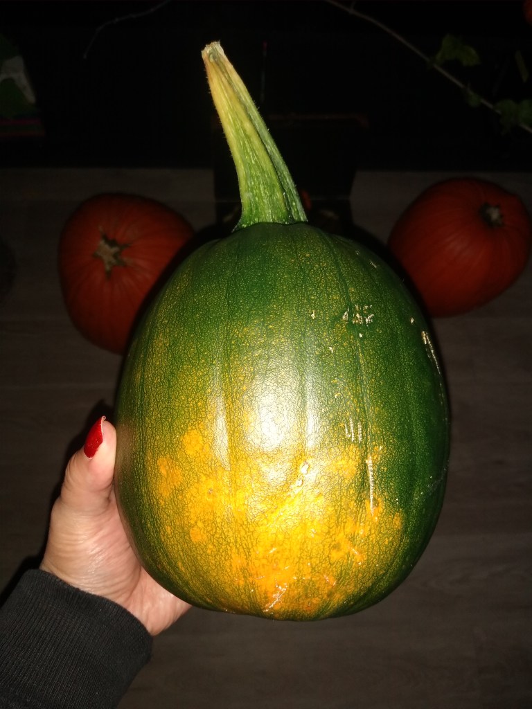ripening a pumpkin picture