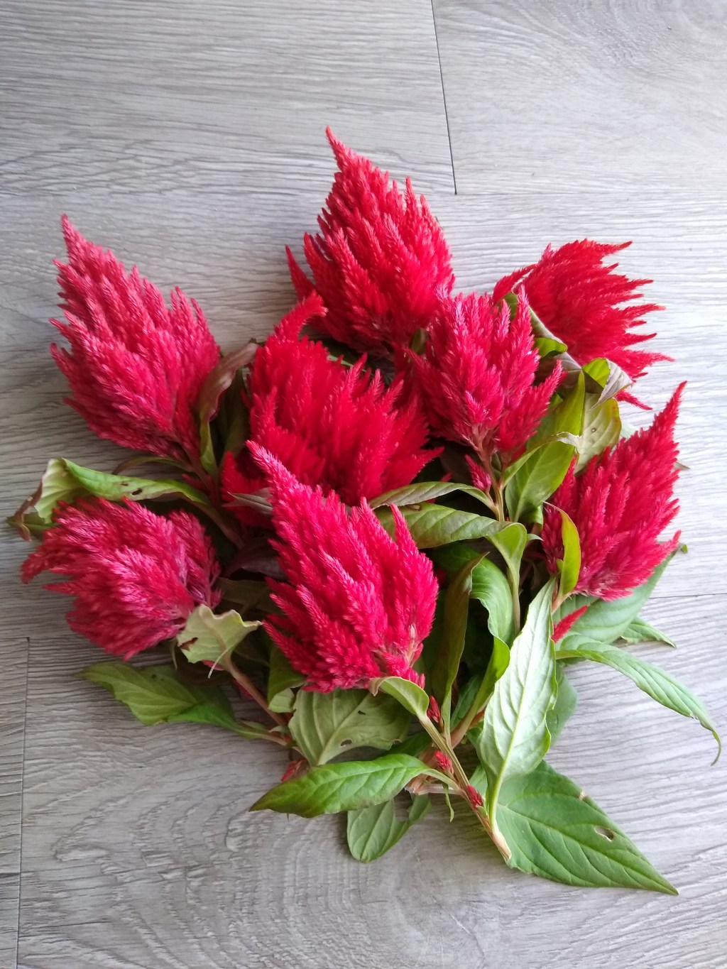 How to Dry Celosia Flowers for Holiday&nbsp;Arrangements