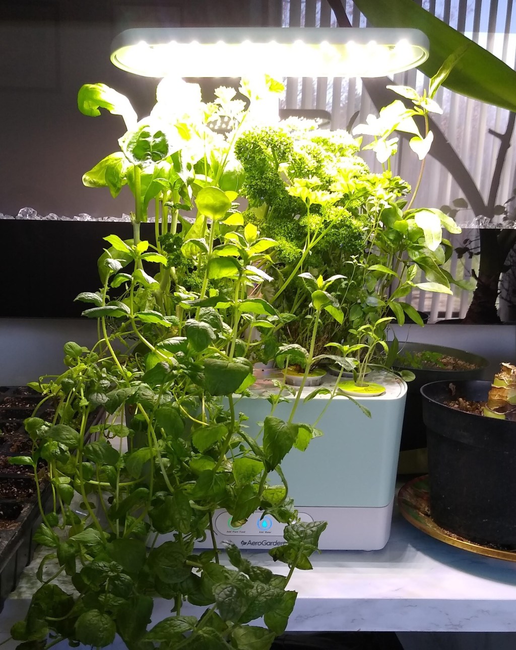 A Gardener’s Christmas Gift&nbsp;Guide