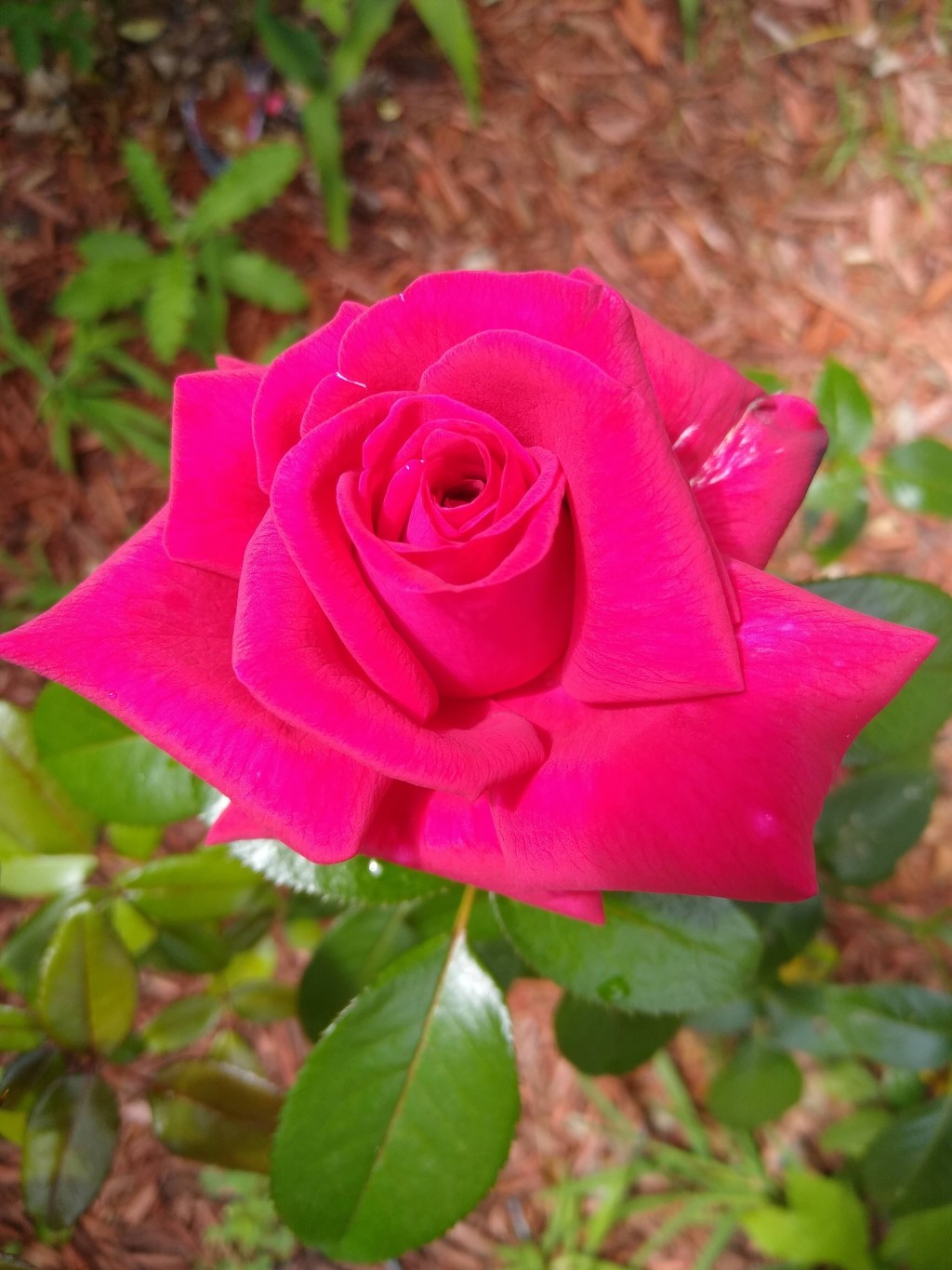 2020 Year in Review: What did my Garden&nbsp;Grow?