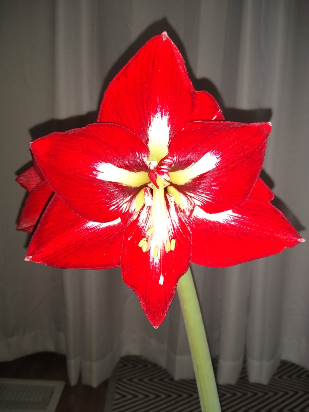 Garden your Way Through it: How Gardening Helps&nbsp;Me