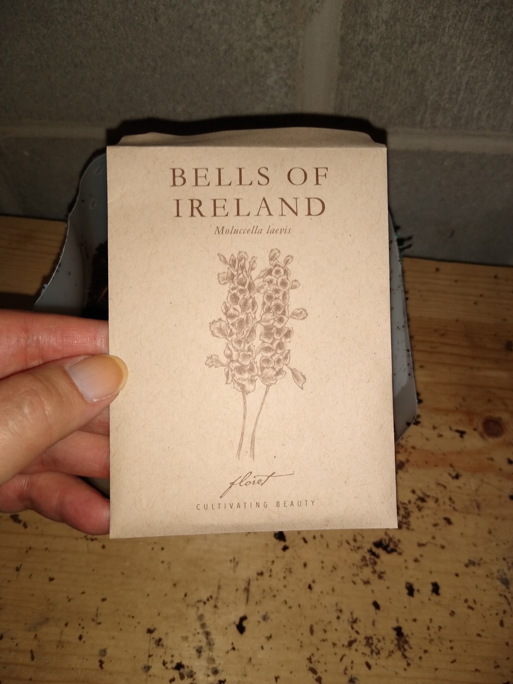 Winter Sowing Bells of Ireland Flowers for St. Patrick’s&nbsp;Day